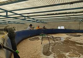 بررسی وضعیت کارگاه های تکثیر میگوی استان