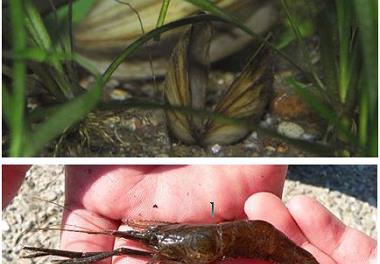 عقد قرارداد 600 میلیون ریالی با اداره کل حفاظت محیط زیست استان گیلان