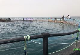 رونمايي از برداشت ماهيان قزل آلا از قفس در منطقه انبار سر كياشهر