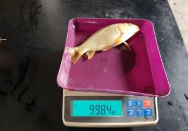 اصلاح نژاد کپور معمولی