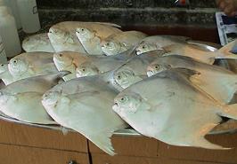 آزادسازی صید ماهی حلوا سفید در آب های خوزستان و بوشهر