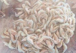 جلسه کمیته مدیریت صید استان سیستان و بلوچستان