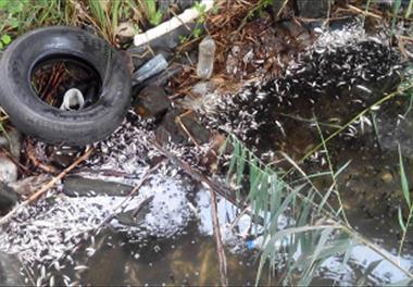 تلفات شدید و مرگ انبوه انواع ماهی