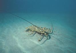 یادداشت علمی دکتر محمدرضا میرزایی به مناسبت روز جهانی لابستر