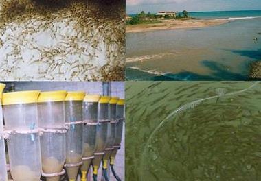 رهاسازی بچه ماهیان سفید و کپور دریای خزر در استان مازندران