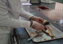 بررسی تلفات ماهیان گرمابی مزرعه پرورش روستای پارَک- چابهار