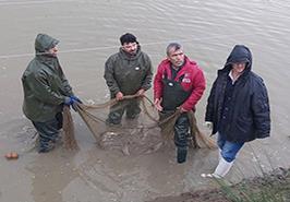 بازدید و انتخاب مولدین سس ماهی نگهداری شده در ایستگاه فومن برای عملیات تکثیر مصنوعی