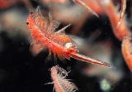 افزایش تخم آرتمیا در دریاچه ارومیه