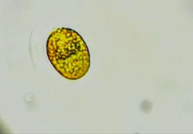 کشت توده زنده جلبک تک سلولی  دنالیلا در چابهار