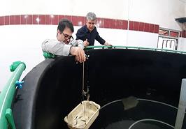 بررسی وضعیت پروژه پایلوت پرورش میگوی کروما