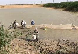 پرورش ماهی دریایی صبیتی در آب شیرین برای نخستین بار در کشور