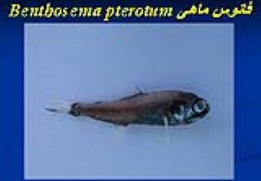 چاپ مقاله در زمینه تعیین سن فانوس ماهیان 