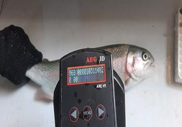 ثبت شناسنامه ژنتیکی مولدین قزل آلای رنگین کمان در مرکز یاسوج