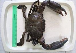 صید گونه مهم اکولوژیکی خرچنگ MUD CRAB  در حوزه آبهای ساحلی چابهار