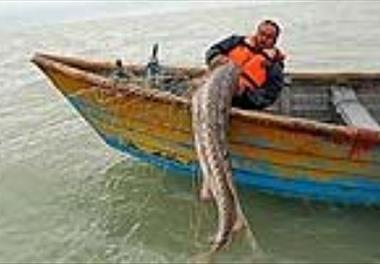 برگزاری جلسه هماهنگی صید مولدین ماهیان خاویاری در استان گلستان