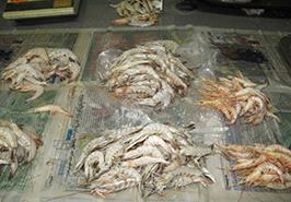 آزاد سازی صید میگو در آبهای ساحلی خوزستان