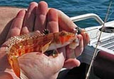 بازنگری رده بندی و ثبت فهرست نهایی گونه های ماهیان خلیج فارس و تنگه هرمز 