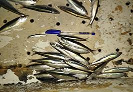 اجرای طرح میدانی بررسی عوامل زیستی و محیطی کاهش صید کیلکا در دریای خزر