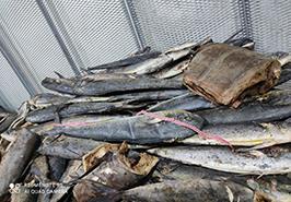 شروع زیست سنجی پروژه ماهی گالیت