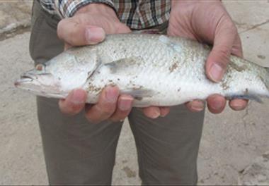 بازدید از مزارع پرورش ماهی سی باس در استان خوزستان 