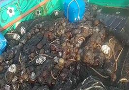 عروس دریایی قهوه ای در تورهای گوشگیر تون ماهیان