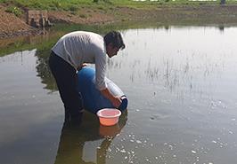 تکثیر نسل چهارم کپور نژاد تاتا