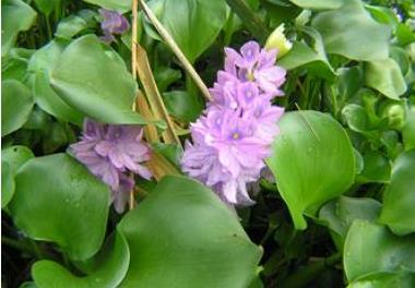 شروع عملیات اجرایی طرح مبارزه با گیاه مهاجم سنبل آبی