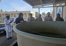 دیدار مدیرکل دفتر میگو سازمان شیلات ایران از کارگاه تکثیر و پرورش مرکز چابهار