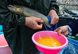 پرورش و تكثير ماهی آزاد نسل چهارم در قفس های مستقر در منطقه آزاد انزلی