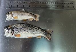 همکاری اجرایی و نظارت مرکز تحقیقات ماهیان سردآبی کشور بر رهاسازی بچه‌ ماهیان آزاد دریای خزر