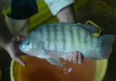 بررسی پرورش ماهی تیلاپیا در کشور کویت