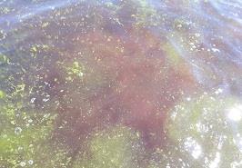 مشاهده پدیده کشند قرمز در آبهای ساحلی دریای عمان- چابهار