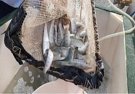 سومین رهاسازی سال 1400 بچه ‌ماهیان آزاد دریای خزر با نظارت و همکاری مرکز تحقیقات ماهیان سردآبی کشور_ تنکابن