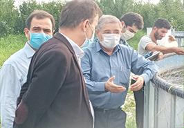 بازدید از دو کارگاه پرورش متراکم کپور