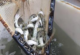 هفتمین رهاسازی بچه‌ ماهیان آزاد دریای خزر در سال 1399، مرکز شهید دکتر باهنر کلاردشت