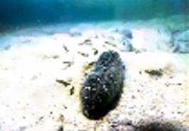 چاپ کتاب توسط عضو هیات علمی پژوهشکده اکولوژی خلیج فارس و دریای عمان