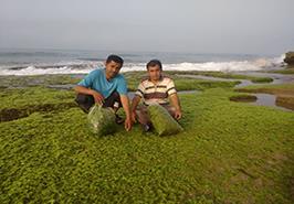 شروع فاز عملیاتی پروژه دستيابی به دانش فنی تکثیر جلبک های Ulva fasciata و Gracilariopsis persica