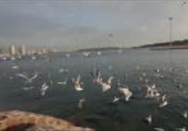 ماهیان دریاچه شهدای خلیج فارس (چیتگر)