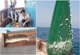 دومین گشت تحقیقاتی برای تعيين زمان گشایش صيد میگو در آبهای استان بوشهر