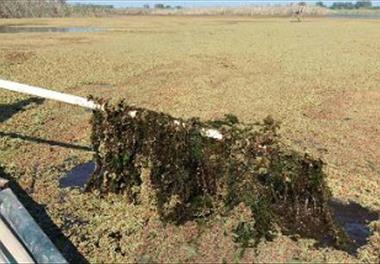 روند سریع توالی در تالاب انزلی