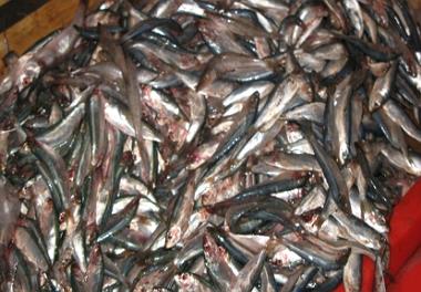 دستاوردهای مهم ارزیابی ذخایر ساردین و موتو در آبهای ساحلی استان هرمزگان