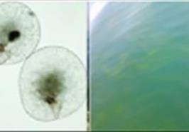 مشاهده پدیده کشند سبز در آبهای استان هرمزگان