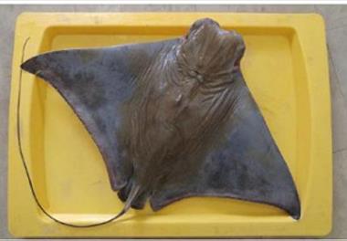 گونه سپر ماهیان تلف شده در جزیره قشم شناسائی شد