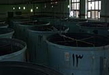 تولید صد هزار قطعه بچه ماهی صبیتی در ایستگاه تحقیقاتی بندر امام خمینی(ره) 