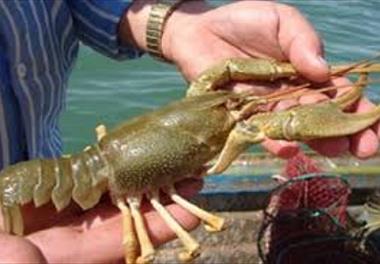 ثبت 3 ژن شاه میگوی آب شیرین سد ارس