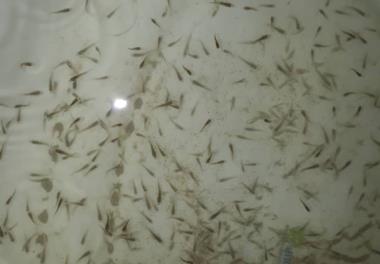 تولید بچه ماهی دریایی صبیتی در ایستگاه تحقیقاتی ماهیان دریایی بندر امام خمینی (ره)