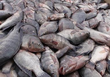 آبزی پروری تیلاپیا در کشورهای مجاور ایران