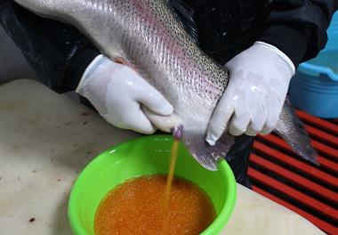 تکثیر ماهیان قزل‌آلای رنگین کمان طرح کلانSPF  