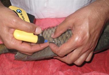 بازدید از پژوهشکده آبزی پروری جنوب کشور و شرکت آبزی