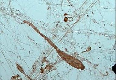 برگزاری جلسه دفاعیه  پروژه تحقیقاتی در پژوهشکده اکولوژی دریای خزر